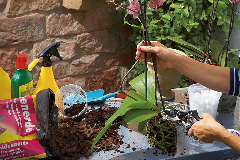 Szene mit Orchidee, Blumenerde und Gartengeräten zur Orchideenpflege auf einem Tisch