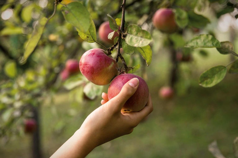 Une main cueille des pommes sur un arbre