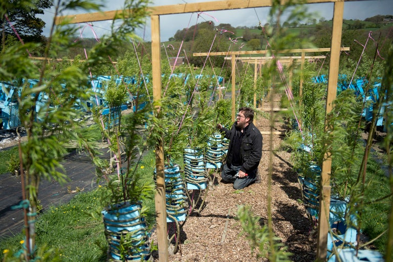 Une personne agenouillée dans un champ avec de jeunes arbres fixés par des cadres en bois et des conteneurs bleus pour les soutenir.