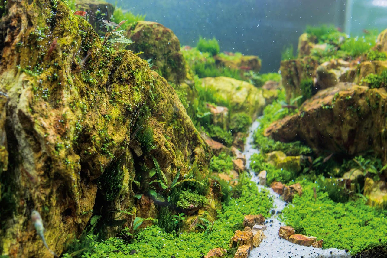 Gros plan d'un aquarium naturel avec des pierres, des plantes et de l'eau