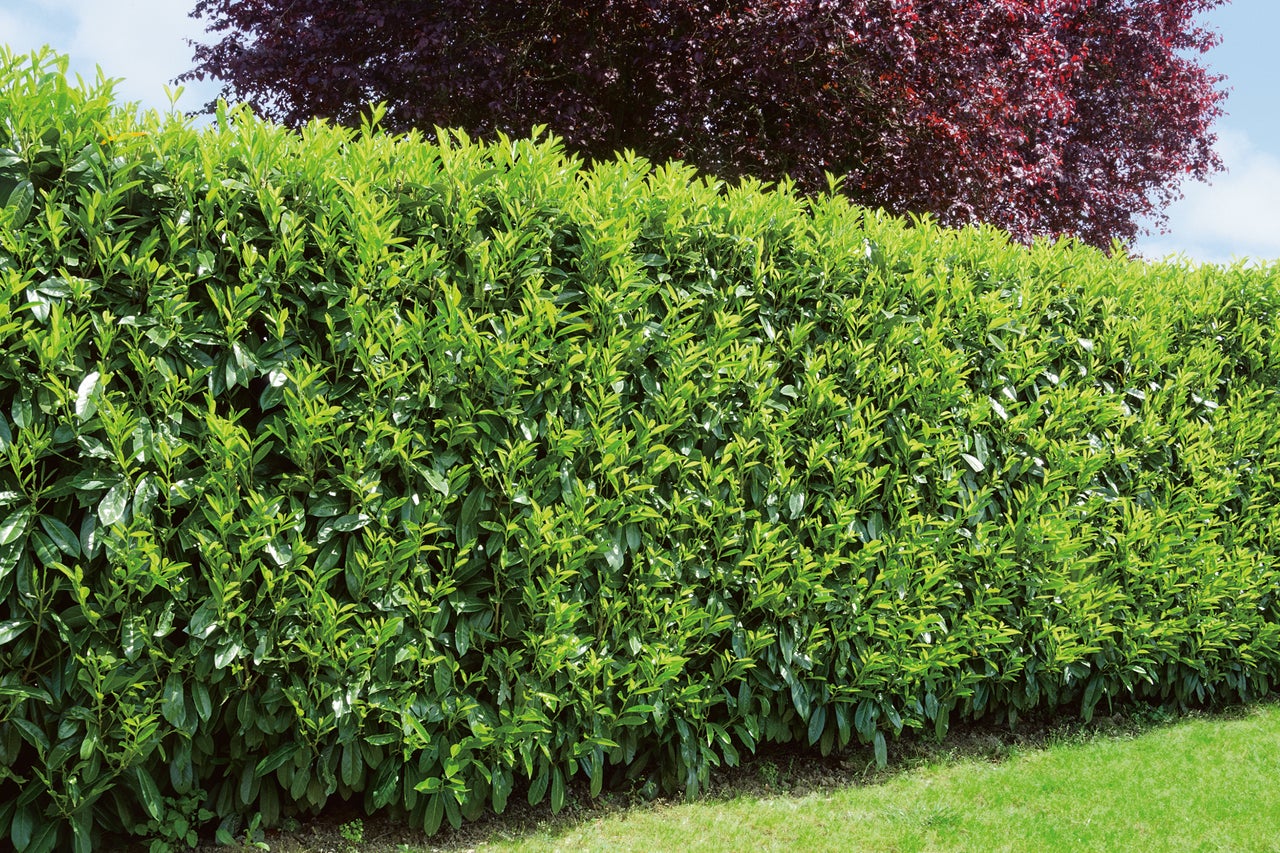 L'image montre une haie de laurier-cerise verte qui sert de brise-vue et se trouve dans un jardin.