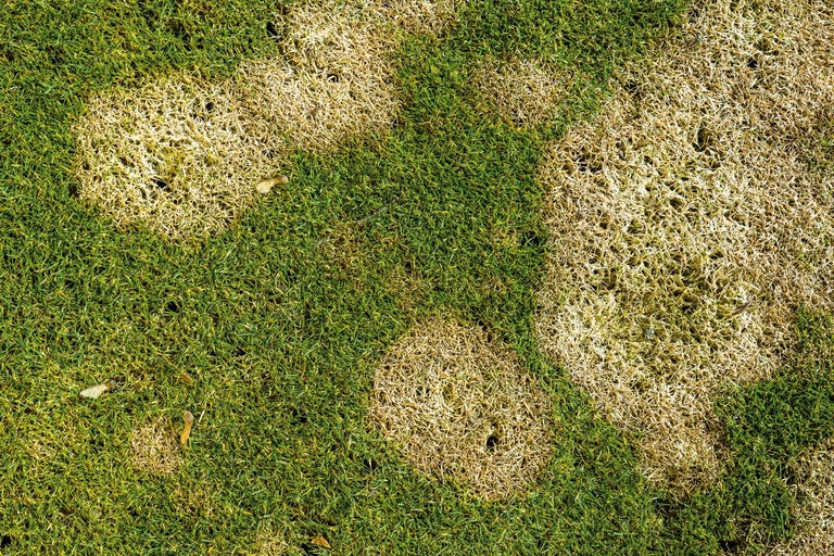 Pelouse avec des plaques d'herbe morte