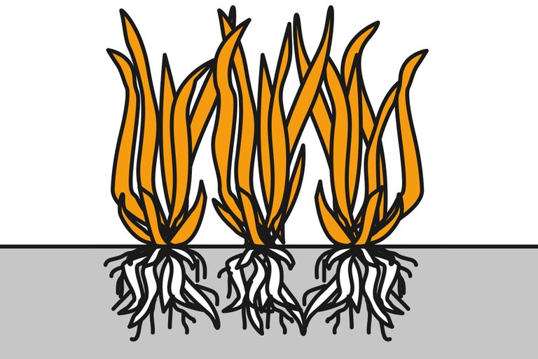 Illustration de trois touffes d'herbe avec racines