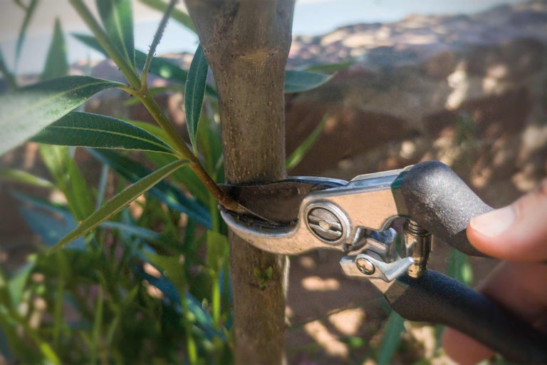 Tailler des lauriers-roses