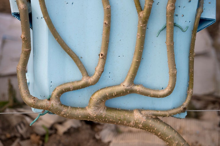 Vue d'un arbre greffé dans un conteneur