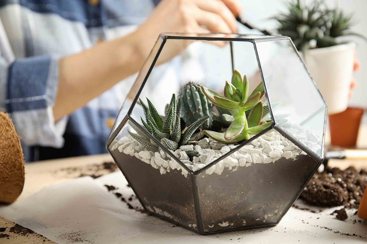 Vase géométrique en verre avec des plantes grasses et des cactus