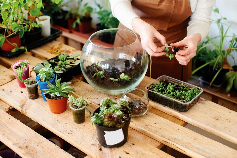 Une femme plante des plantes grasses dans des récipients en verre sur une table en bois.