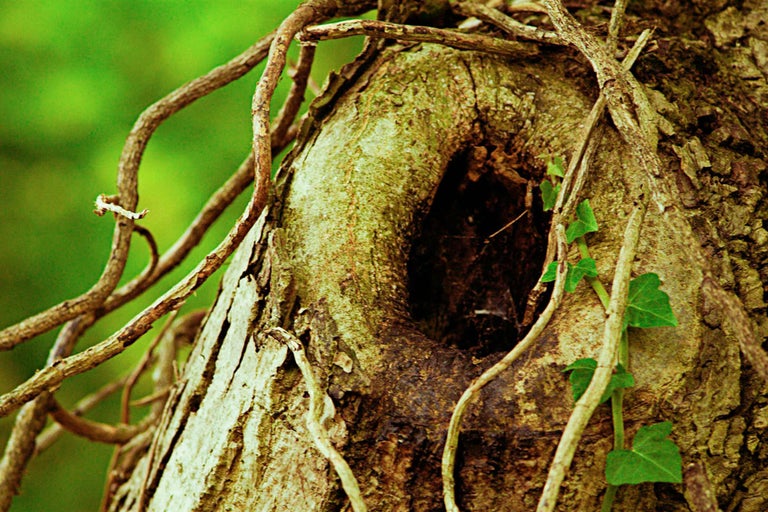 Nahaufnahme eines Baumstamms mit Astloch und Ranken