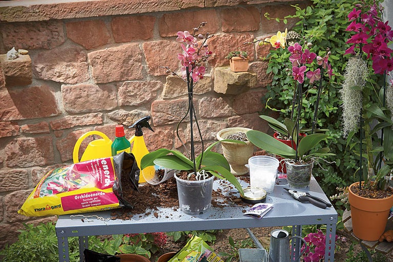 Szene mit Orchideen, Blumenerde, Giesskanne und Gartengeräten auf einem Tisch, zur Orchideenpflege im Garten