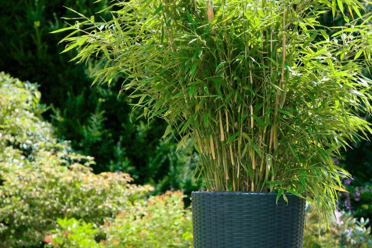 Bambou en pot pour l'extérieur