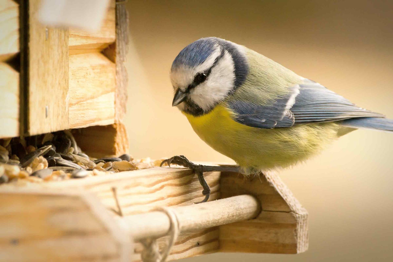 Mésange bleue sur une mangeoire en bois avec des graines
