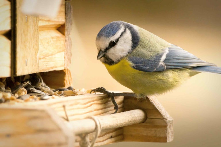Mésange bleue sur une mangeoire en bois avec des graines