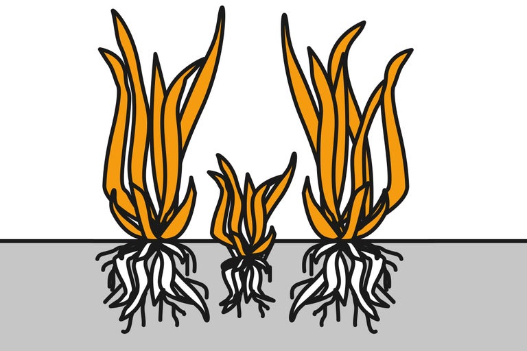 Illustration de trois touffes d'herbe avec des racines