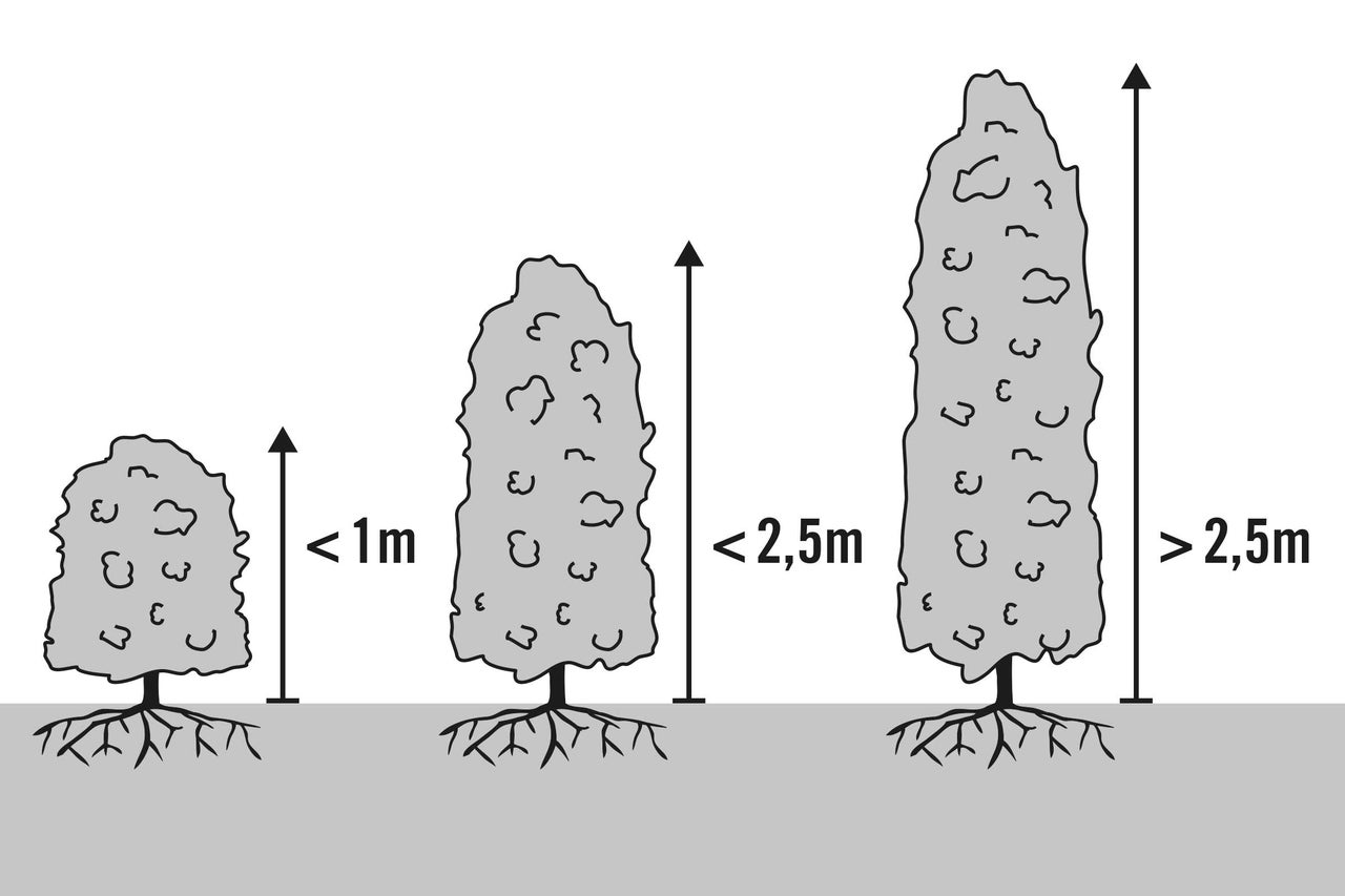 Illustration d'arbres de différentes tailles
