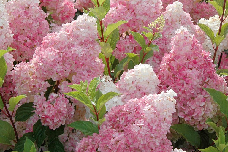 Gros plan sur des fleurs d'hortensia roses