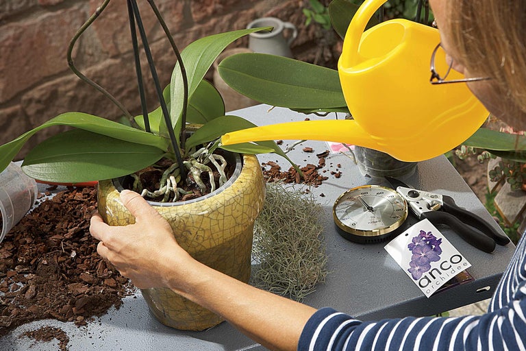 Frau giesst Orchidee in Topf mit gelber Giesskanne, umgeben von Blumenerde, Hygrometer und Gartenschere