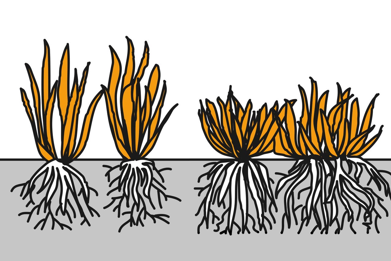 Illustration de plantes avec racines dans le sol