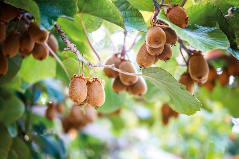 Planter et entretenir des kiwis