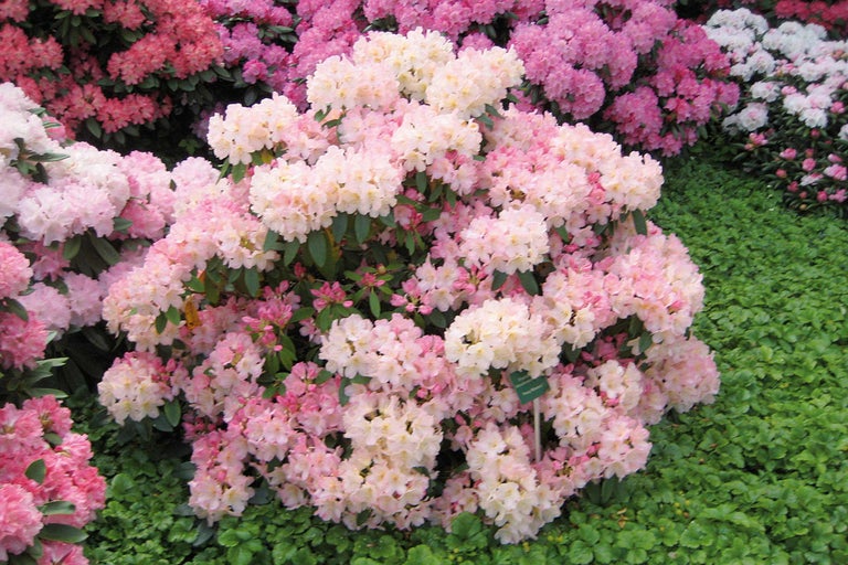 Buisson de rhododendrons avec des fleurs roses dans le jardin