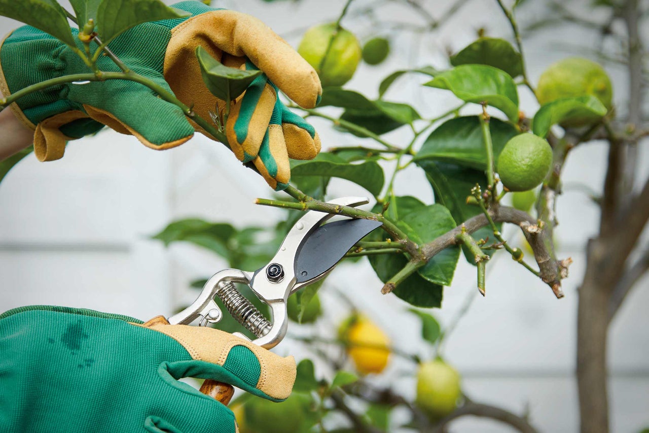 Jardinage: Une personne coupe une branche avec un sécateur