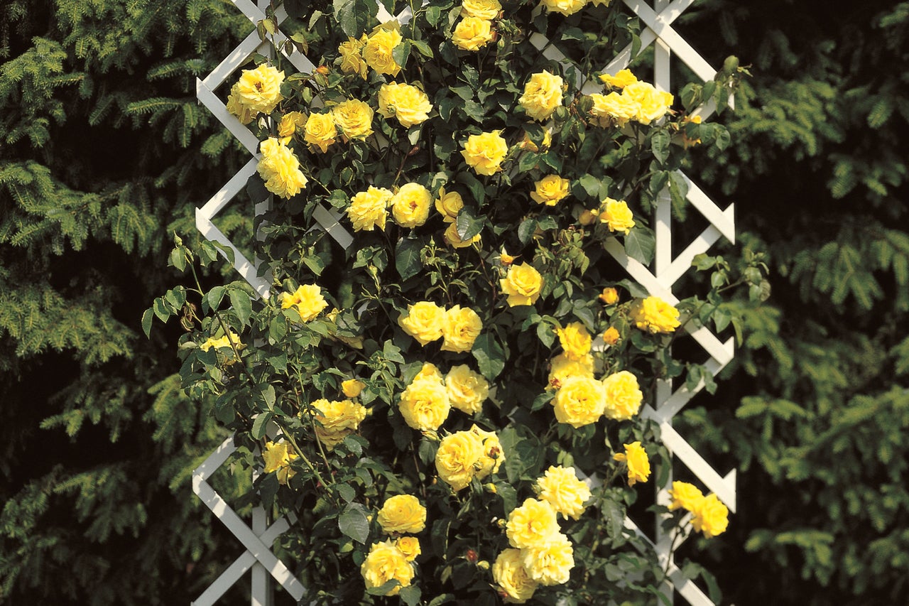Roses jaunes poussant sur un treillis.