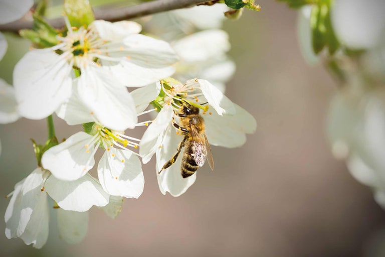 Abeille récoltant le nectar d'une fleur