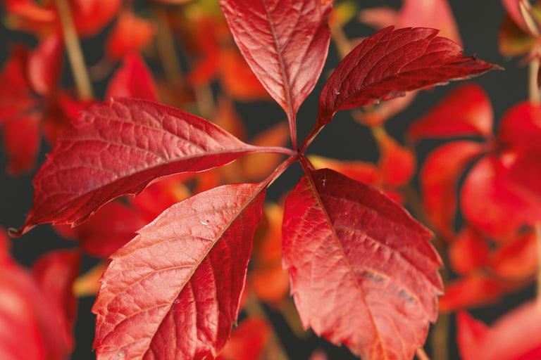 Gros plan d'une feuille rouge sang d'une plante grimpante en automne