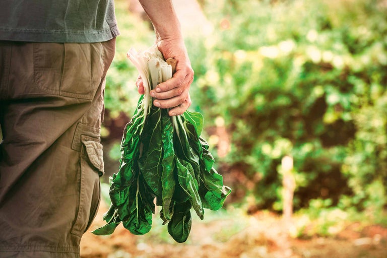 Mann hält Mangold in der Hand