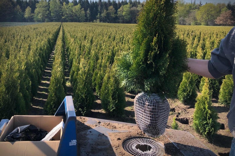 Un thuya émeraude est préparé dans un champ.