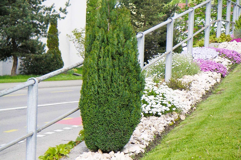 Cyprès colonnaire dans le jardin avec des pierres et des fleurs