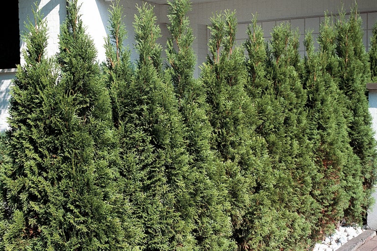 Rangée de thuyas dans le jardin