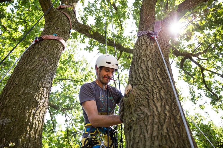 Mann mit Helm und Sicherheitsausrüstung bei Baumarbeiten mit Seilen und Gurten.