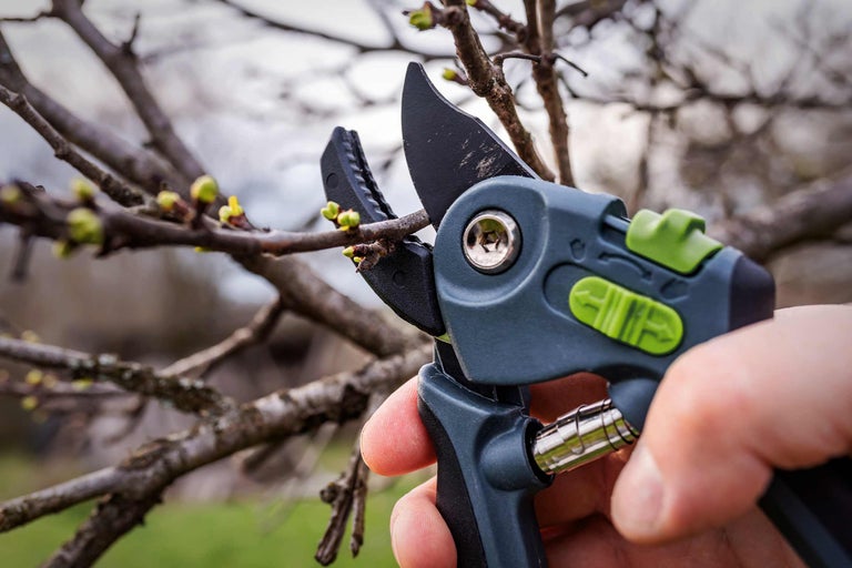 Feigenbaum schneiden