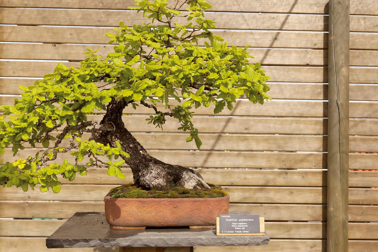 Bonsaï de l'espèce Quercus pubescens dans un bac