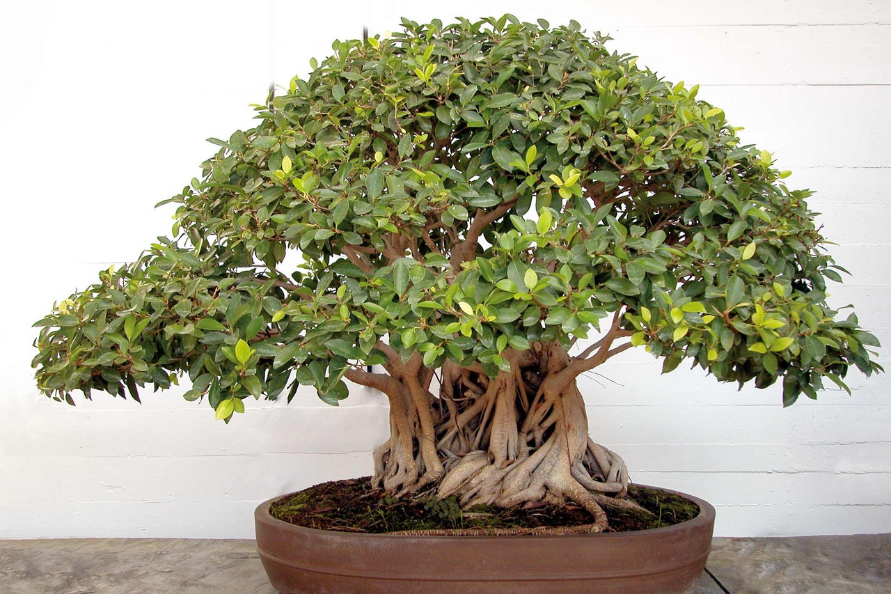 Bonsaï en pot