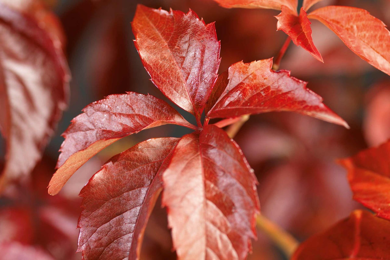 Gros plan sur des feuilles de vigne vierge en automne