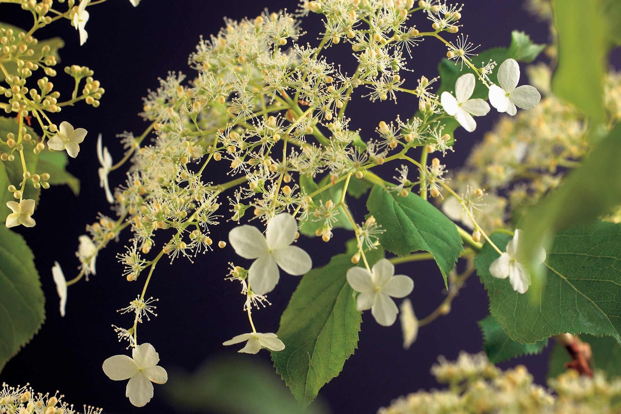 Hortensia paniculé avec des fleurs blanches et des feuilles vertes