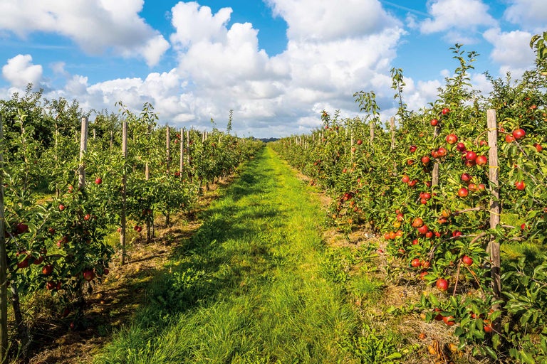 Verger de pommiers avec chemin herbeux et pommiers sous un ciel bleu