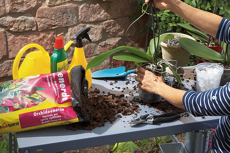Szene mit Orchideenerde, Giesskanne und einer Person, die eine Orchidee umtopft