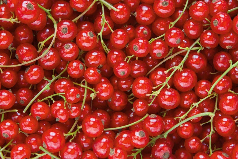 Gros plan sur des groseilles rouges