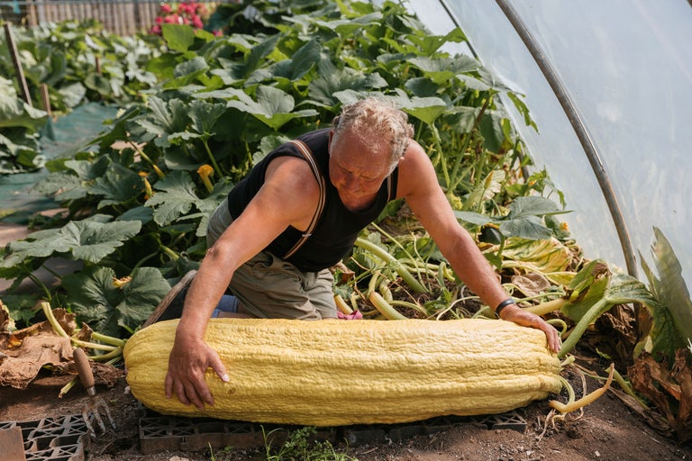 Homme agenouillé à côté d'une citrouille géante dans une serre