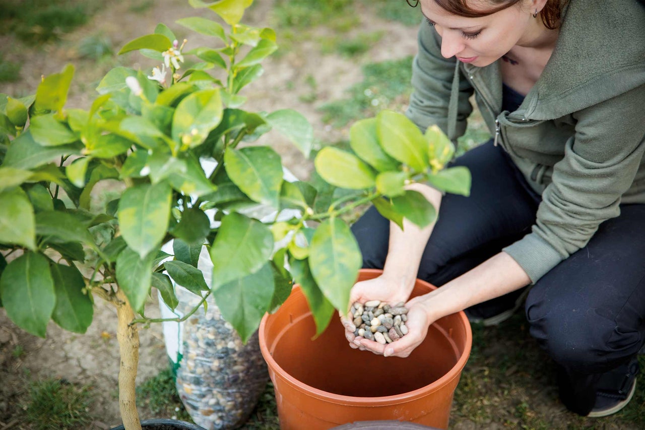 Femme plante un citronnier dans un pot avec des pierres comme drainage