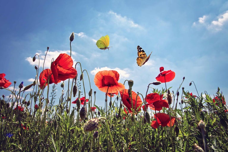 Prairie de coquelicots en fleurs avec des papillons sous un ciel bleu