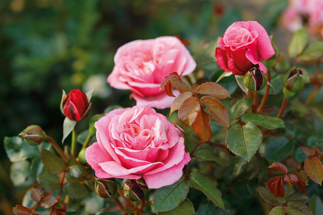 Nahaufnahme von rosa Rosenblüten und -knospen im Garten