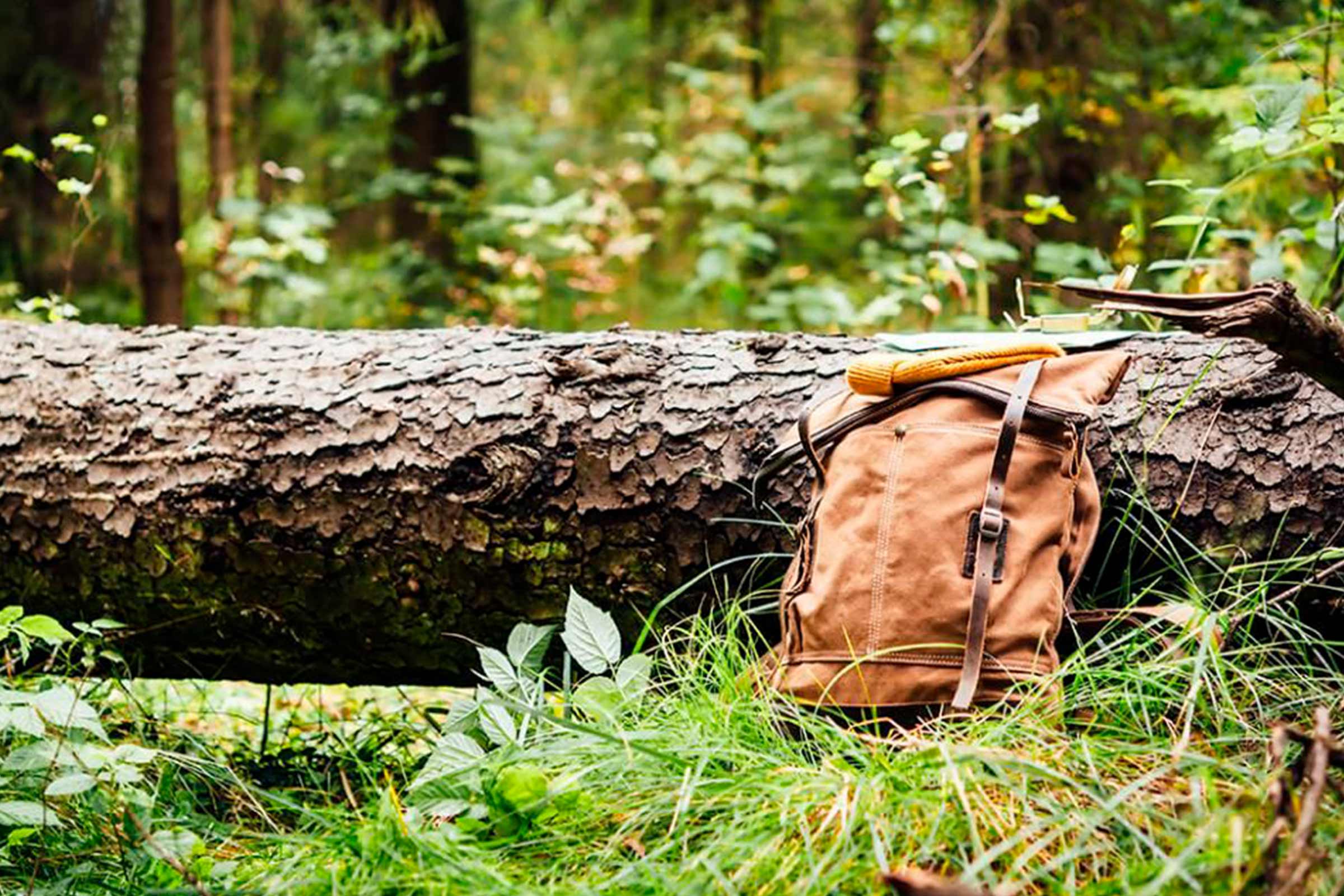 Scène en forêt avec sac à dos, cardigan et tronc d'arbre