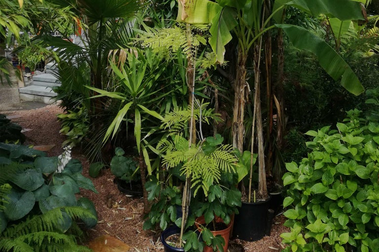 Aménagement de jardin avec diverses plantes, dont des bananiers et des fougères en pots.