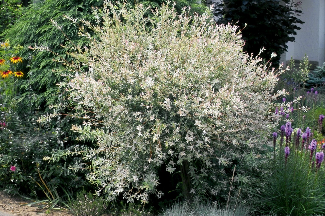 Saule crevette dans le jardin.