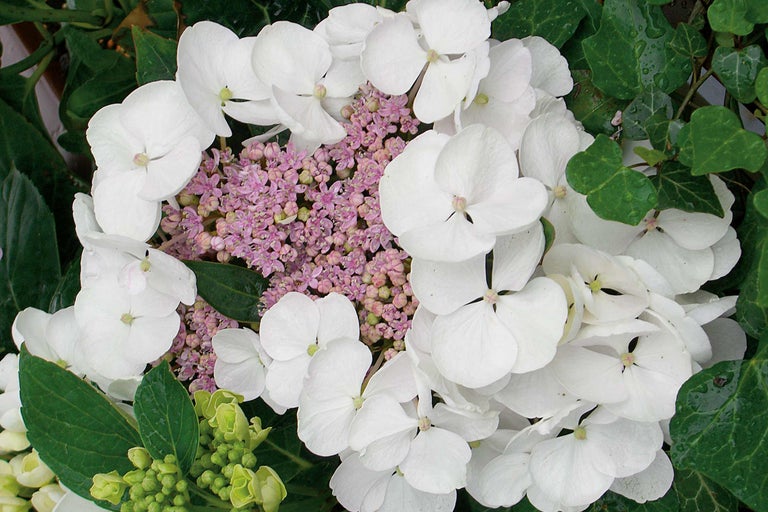 Gros plan sur une hortensia à fleurs plates avec des fleurs blanches et des inflorescences roses