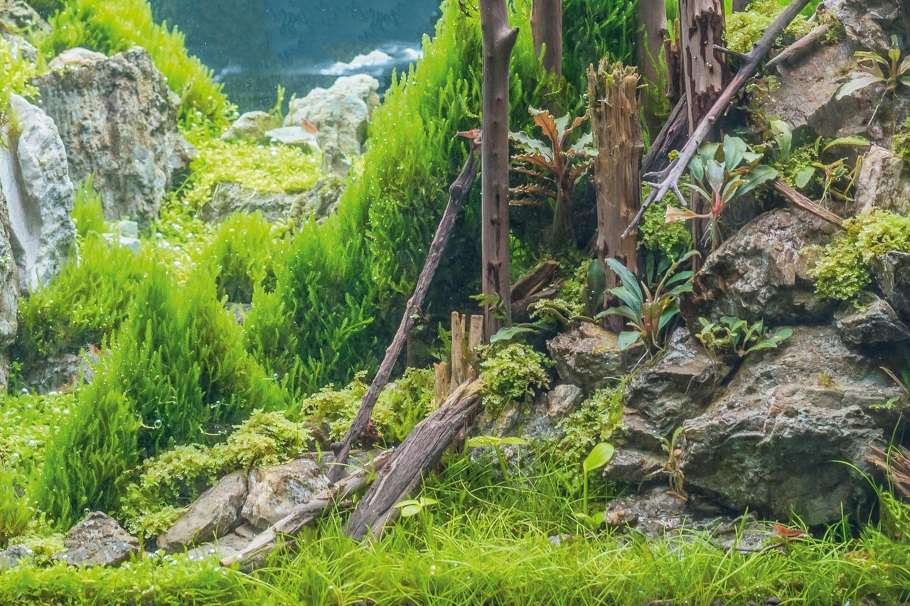 Aménagement d'aquarium avec de la mousse, des pierres et des racines de bois