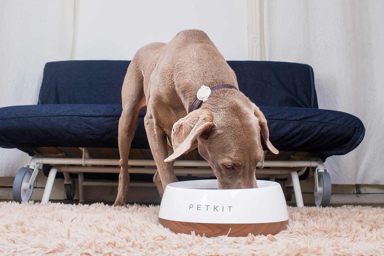 Hund frisst aus Futternapf der Marke Petkit